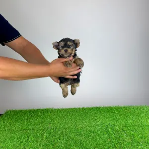 Yorkshire terrier - Emios
