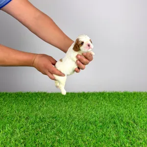 Cavalier king Charles spaniel - Biggi