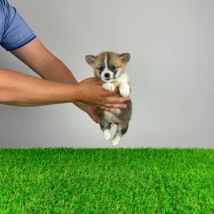Corgi galez Pembroke - Pickles