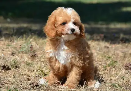 Cavapoo - Ronnie( Toy Size)