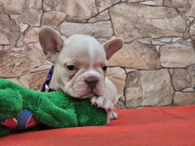 French Bulldog - Dodo