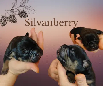 Aмериканский булли - стандарт - Silvanberry