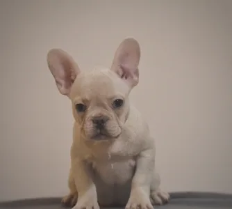 Francia bulldog - Magic 