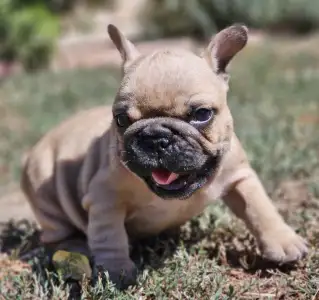 French Bulldog - Udo