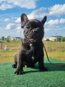 Bulldog francez - Ralf