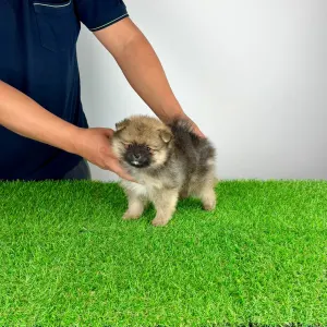 Pomeranian - Poppy