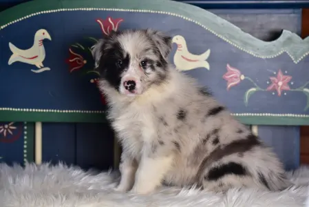 Border Collie - Allegro