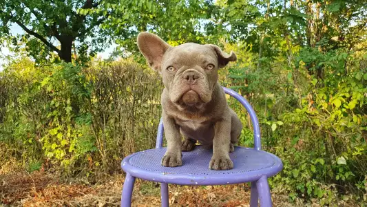 Francia bulldog - Valéria