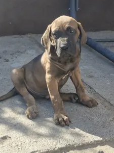 Fila Brasileiro - Jasmin
