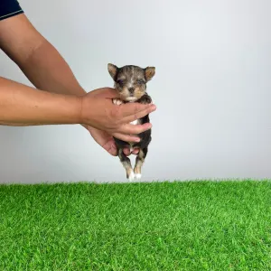 Yorkshire Terrier - Cimbo
