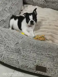 Boston Terrier - Borka