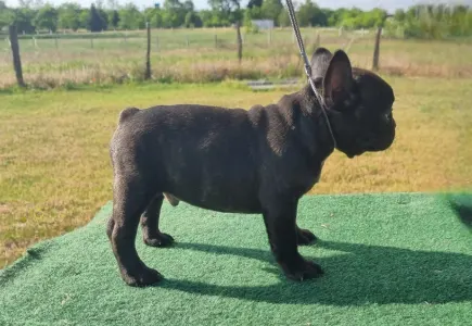 Bulldog francez - Ralf