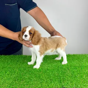 Cavalier King Charles Spaniel - Zlatan