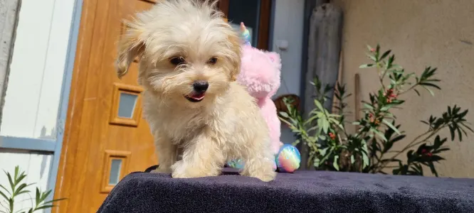 Maltipoo - Hope