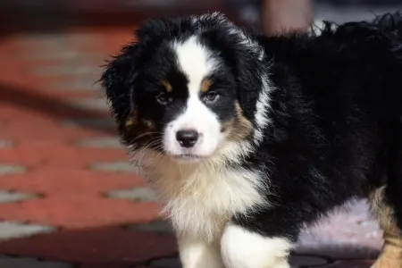 Miniature American Shepherd - Winstead Of Smoke And Saddle 