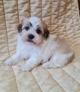 Havanese - Spike