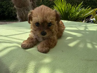 Maltipoo - Narancs