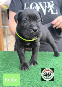 Cane Corso - Eddie