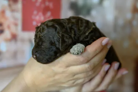 Romagna Water Dog - Grain Of Sand Charles Darwins Evolution