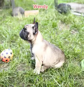 Francia bulldog - Wendy