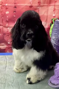 Amerikai cocker spániel - Psycho