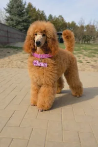 Óriás uszkár - Jet’aime Charm