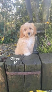 Cavachon - Oliver