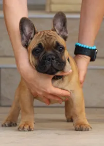 Francia bulldog - Udon