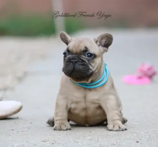 Francia bulldog - Yago