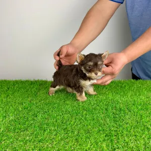 Yorkshire Terrier - Menos