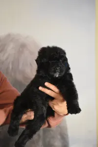 Bouvier des Flandres - Jolly Joker De L’ Ami Gris