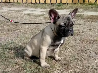 Französische Bulldogge - Harley