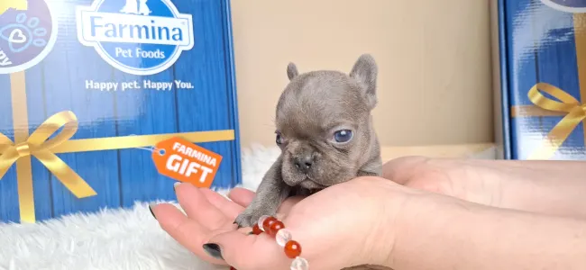 French Bulldog - Zoé