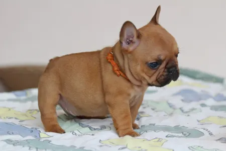 Französische Bulldogge - Ufo