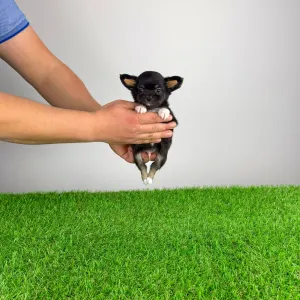 Chihuahua - Ronaldo
