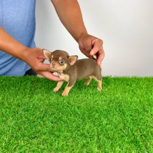 Chihuahua - Gaby