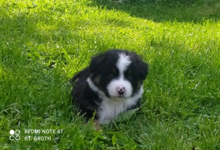 Miniatur amerikanischer Schäferhund - Argylle