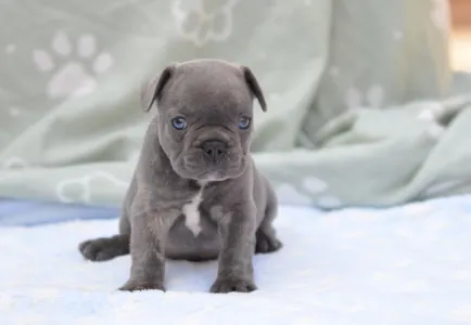 Francouzský buldoček - Monty