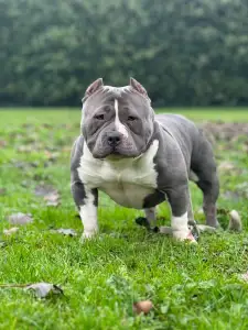 Amerikai Bully - Pocket - M. Platinum Dogs