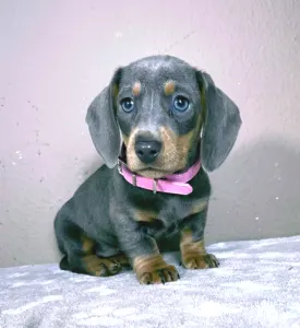 Dachshund - Nina