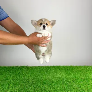 Welsh Corgi Pembroke - Cosima