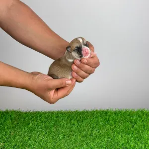 Welsh Corgi Pembroke - Zuro