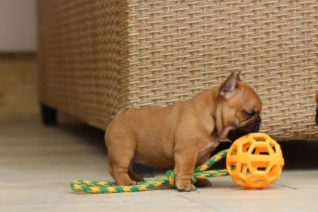 Französische Bulldogge - Unicum