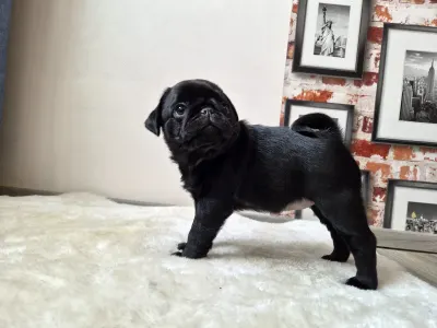 Pug - Quick Kiss