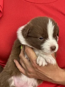 Border Collie - Ferrero/ Chocolate Sable Szuka