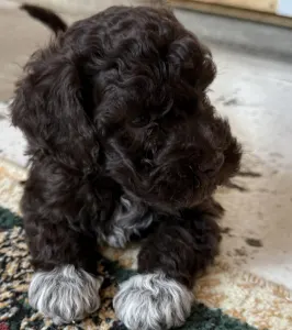 Lagotto Romagnolo - Robika