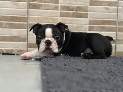 Boston Terrier - Yuma Nero Di Angelo