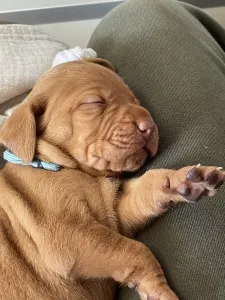 Hungarian Short-haired Vizsla - Vidual Armand