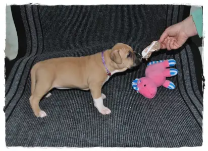 Amerikanischer Staffordshire Terrier - Gelatelli Sorbet