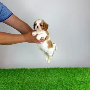 Cavalier King Charles spániel - Medea